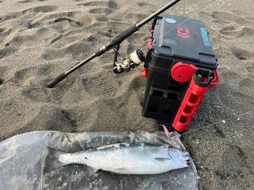 サクラマスの釣果