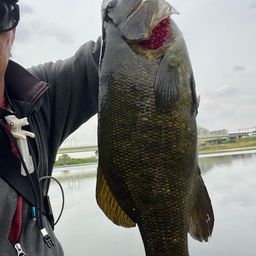 スモールマウスバス