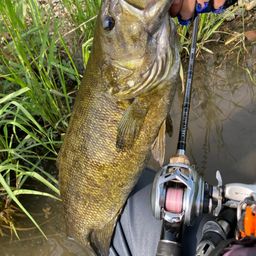 スモールマウスバス