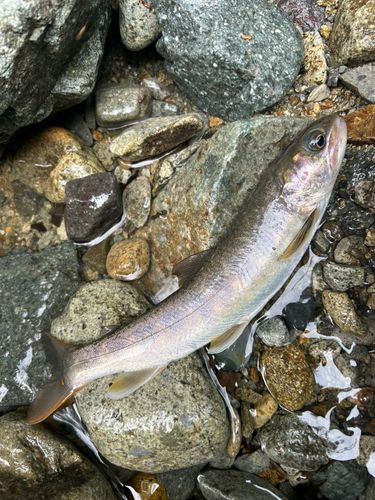 イワナの釣果