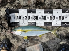 ヒラマサの釣果