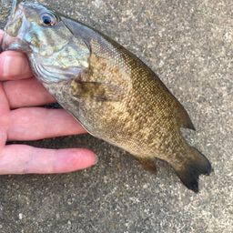 スモールマウスバス