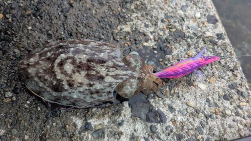 コウイカの釣果