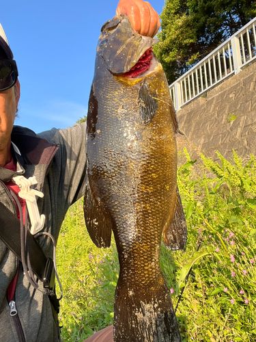 スモールマウスバスの釣果