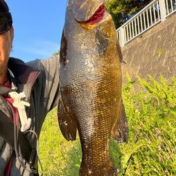 スモールマウスバス