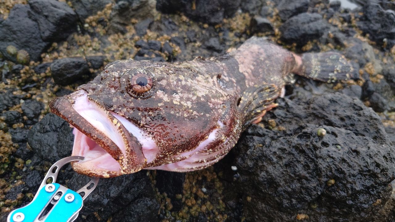 トウベツカジカ