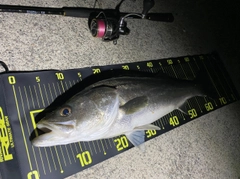 シーバスの釣果