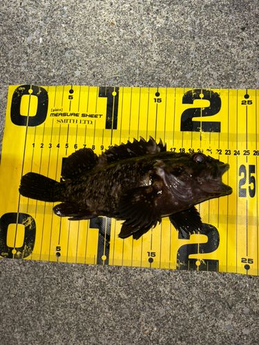 ムラソイの釣果