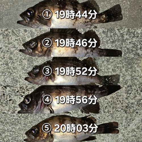 メバルの釣果