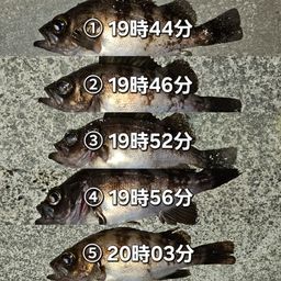 メバル