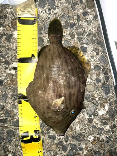 カワハギの釣果