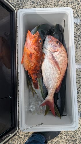 ブリの釣果