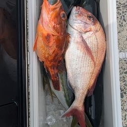 ブリ