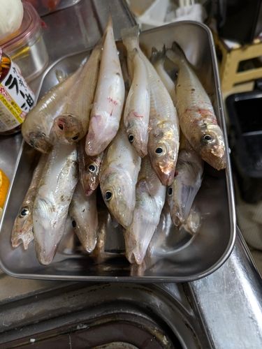 シロギスの釣果
