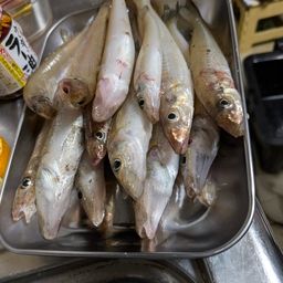 シロギス