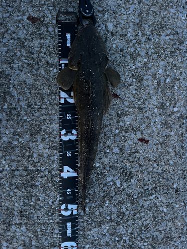 マゴチの釣果