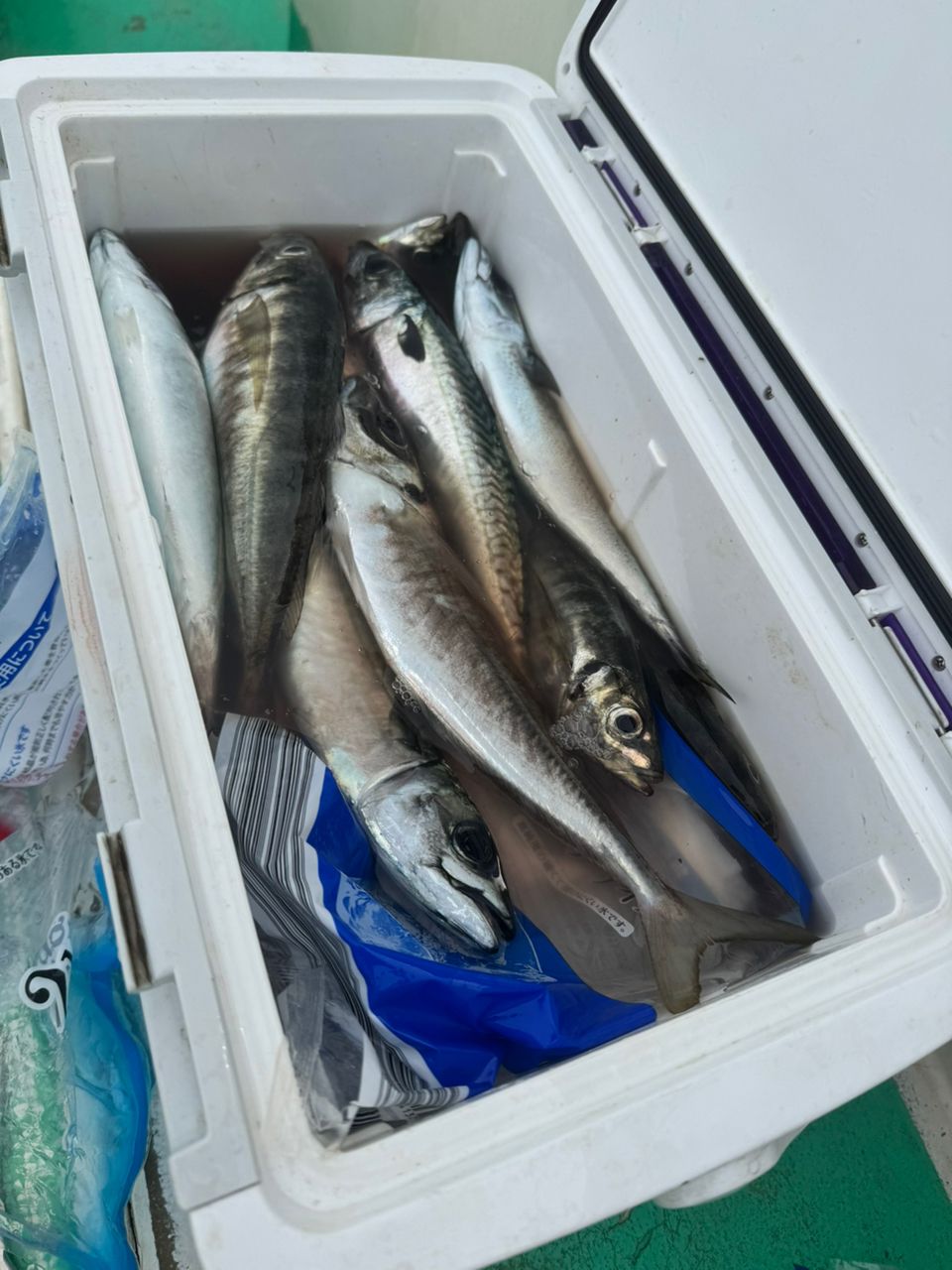 あたるんさんの釣果 2枚目の画像