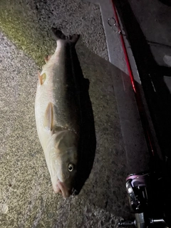 マルタウグイの釣果