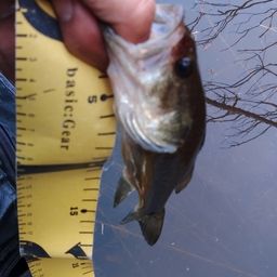 ラージマウスバス