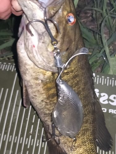 スモールマウスバスの釣果