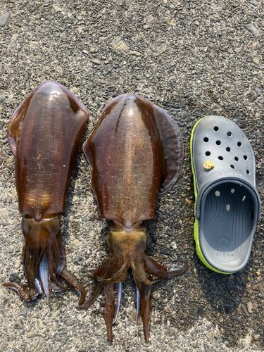 アオリイカの釣果