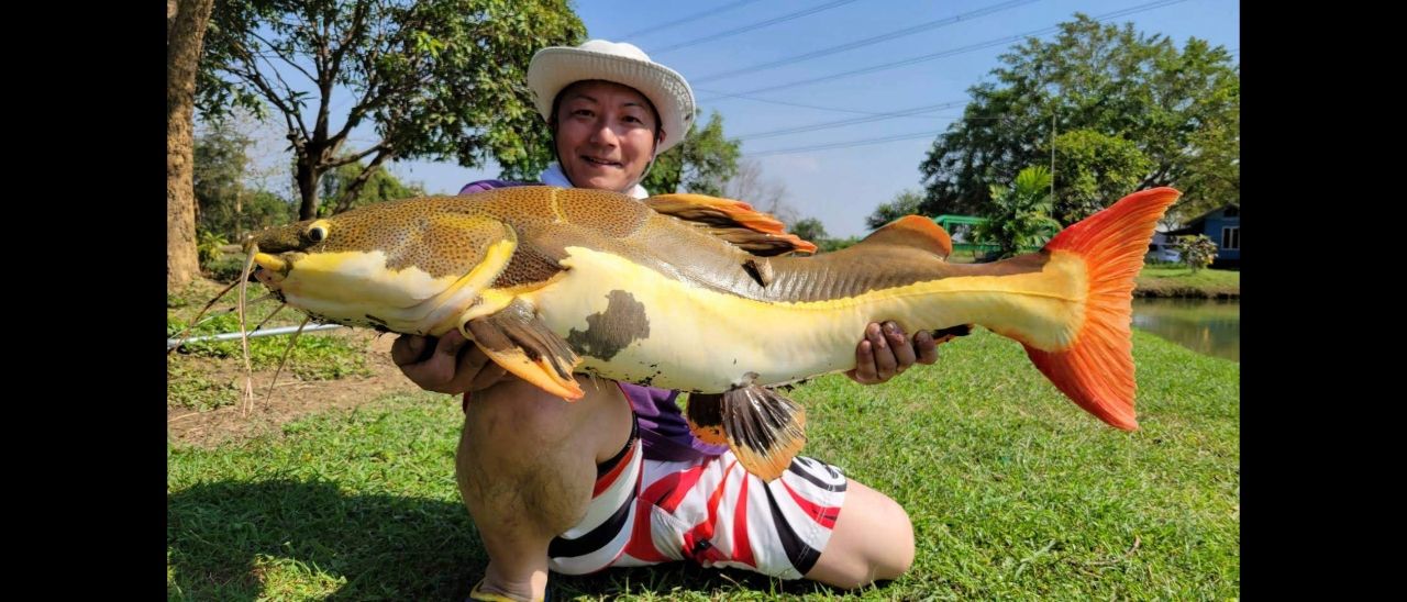 レッドテールキャットフィッシュ