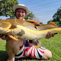 レッドテールキャットフィッシュ