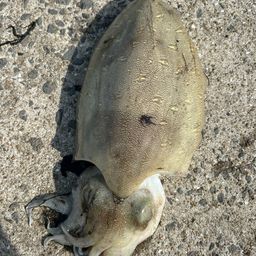 コウイカ