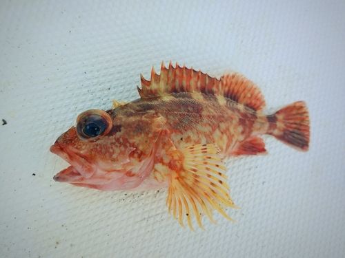 アラカブの釣果