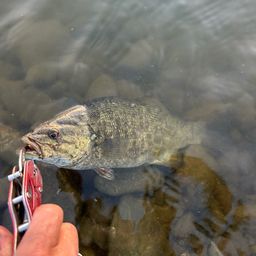 スモールマウスバス