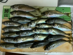 マアジの釣果