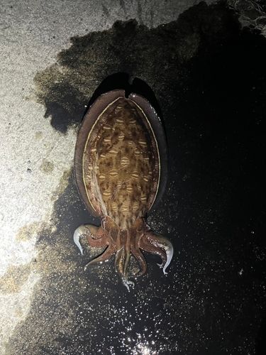 モンゴウイカの釣果