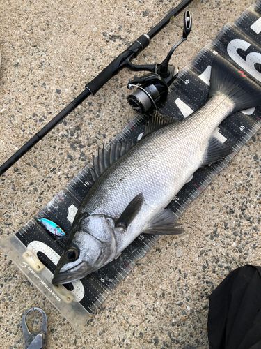 ヒラスズキの釣果