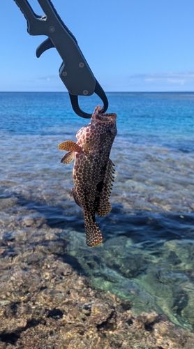 イシミーバイの釣果