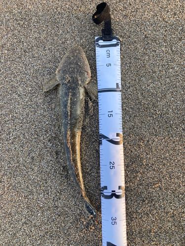 コチの釣果