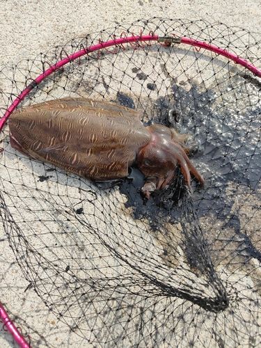 モンゴウイカの釣果