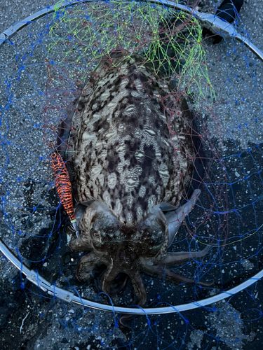コウイカの釣果