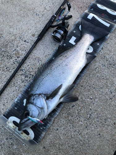 ヒラスズキの釣果