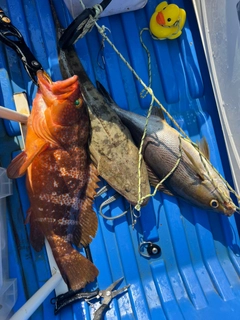 イサキの釣果