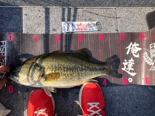 ブラックバスの釣果