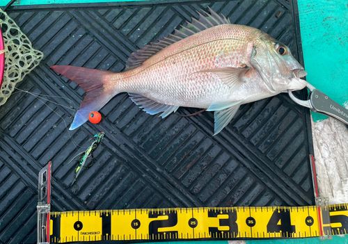 マダイの釣果