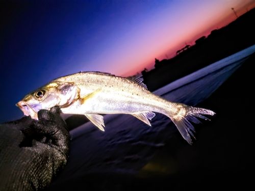 セイゴ（マルスズキ）の釣果