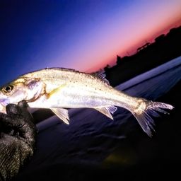 セイゴ（マルスズキ）