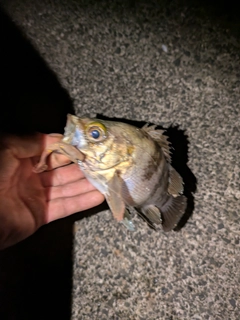 シロメバルの釣果