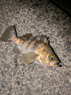 シロメバルの釣果