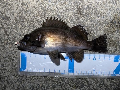メバルの釣果