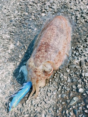コウイカの釣果