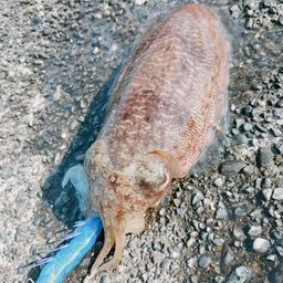 コウイカ