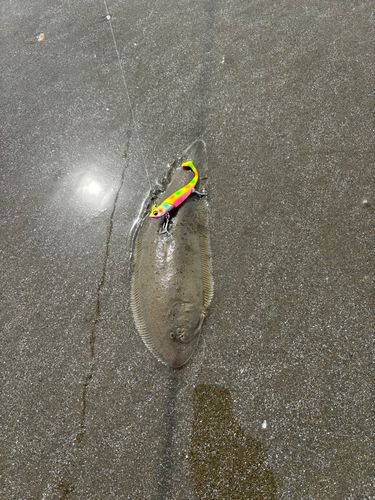 シタビラメの釣果