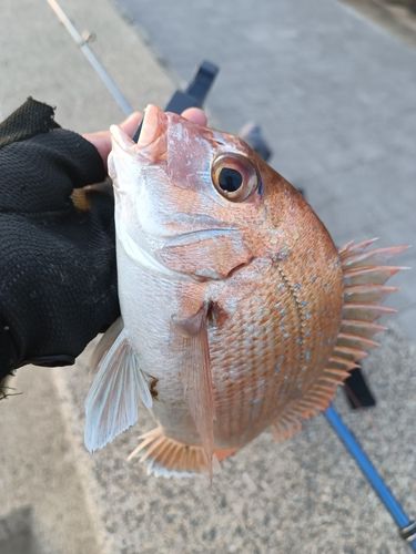 マダイの釣果